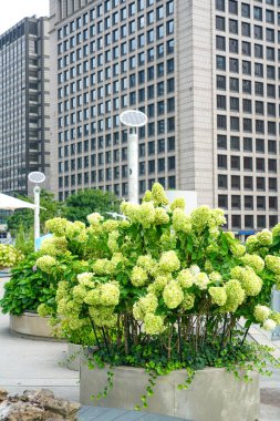 Seul, Kore Cumhuriyeti - Ağustos 2019: Seoullo 7017, Seul Skygarden, Skypark. Seul 'un yüksek doğrusal parkı, eski bir üstgeçit üzerine inşa edilmiş..
