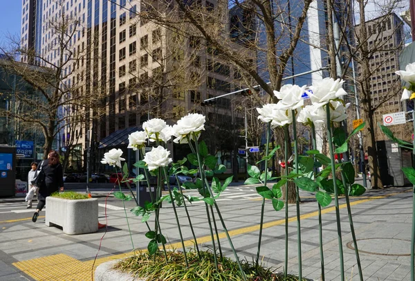 Rosas blancas en el centro de Seúl . —  Fotos de Stock