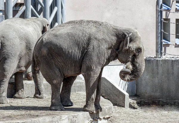 Jonge Olifanten Dierentuin Groep Levende Dieren Een Zomervolière — Stockfoto