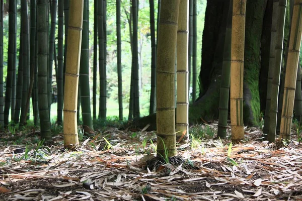 Sahildeki eski tekne.