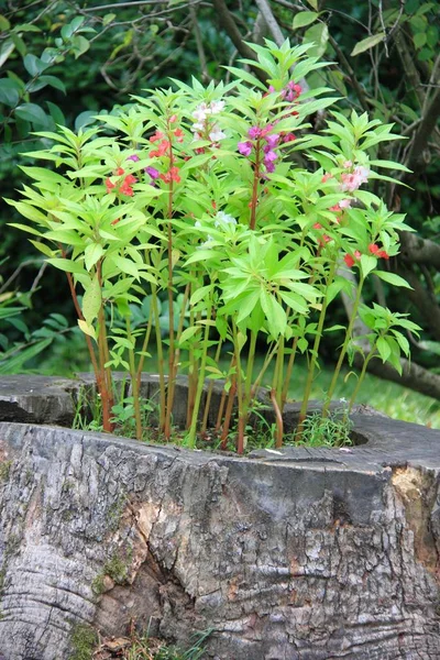 Yeşil, gül ve menekşe