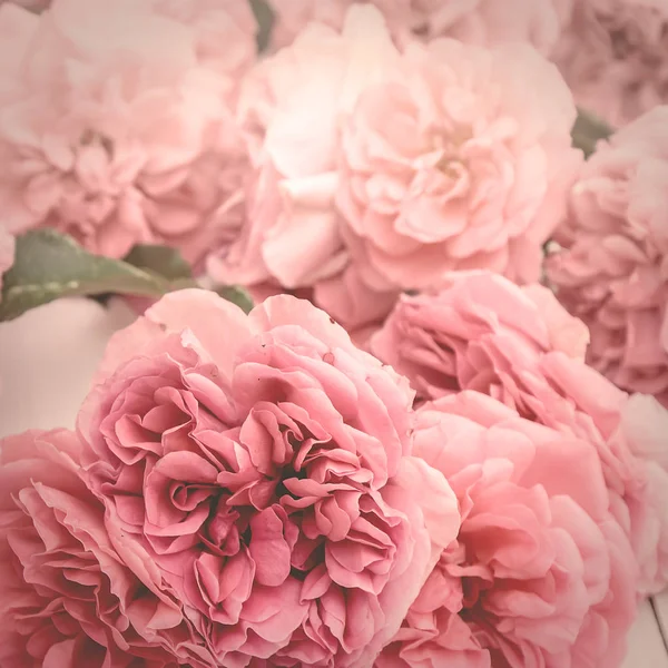 Image of romantic pink roses, vintage stylized with matte effect — Stock Photo, Image