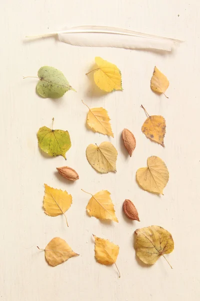 Fall. Autumn composition. with different leaves, nuts and feather.