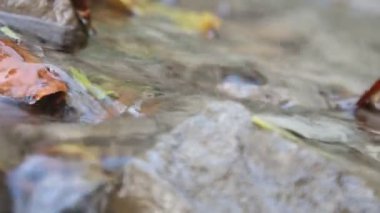 Kayalar ve sonbahar yaprakları akan su