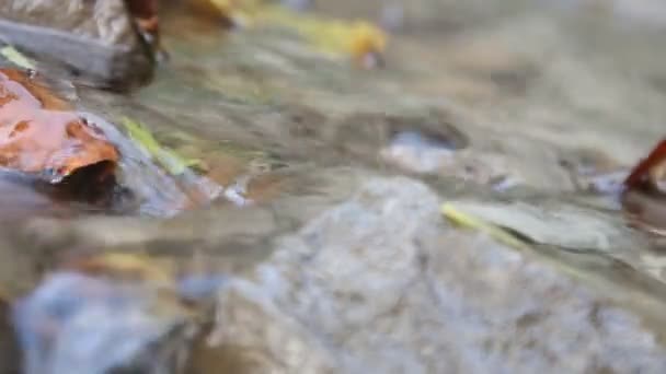 Water stroomt over rotsen en Herfstbladeren — Stockvideo