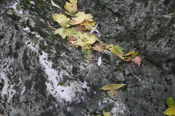 Hojas sobre una piedra gris —  Fotos de Stock