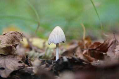 Çim zemin üzerine sonbahar yaprakları mantar.