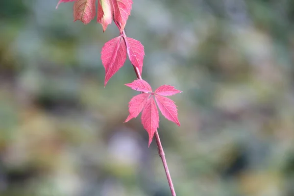 Fondo natural con hojas rojas . —  Fotos de Stock
