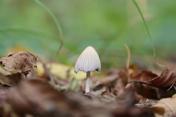 Mushroom in autumn leaves on the background of grass. — Stock Photo, Image