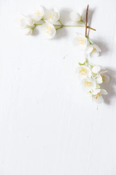 Marco de flores sobre fondo de madera blanca. Con espacio de copia . —  Fotos de Stock