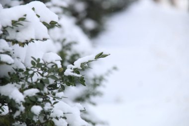 Kar dalında. Kış arka plan.