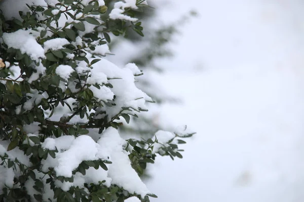 Branche dans la neige - Vacances de Noël Contexte. Forêt d'hiver . — Photo