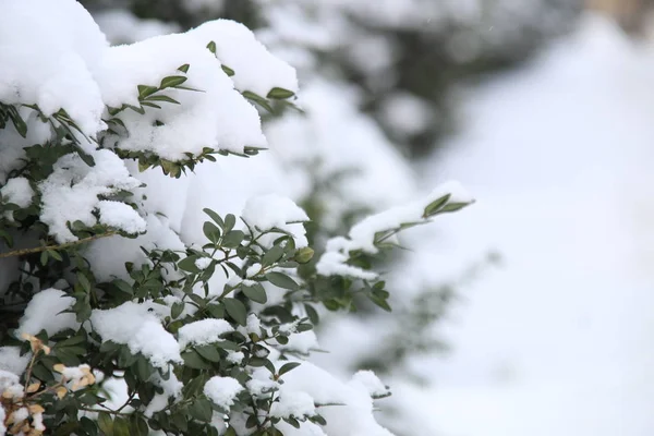 Branch in sneeuw - Kerst vakantie achtergrond. Winter forest. — Stockfoto