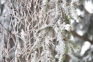 Kış arka plan, dalları donmuş hoarfrost ile kaplı.