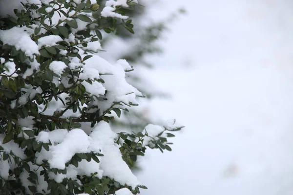 Branche dans la neige - Vacances de Noël Contexte. Heure d'hiver . — Photo