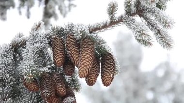 Kış veya Noel arka plan, köknar dalı ile çam kozalağı donmuş hoarfrost ile kaplı.