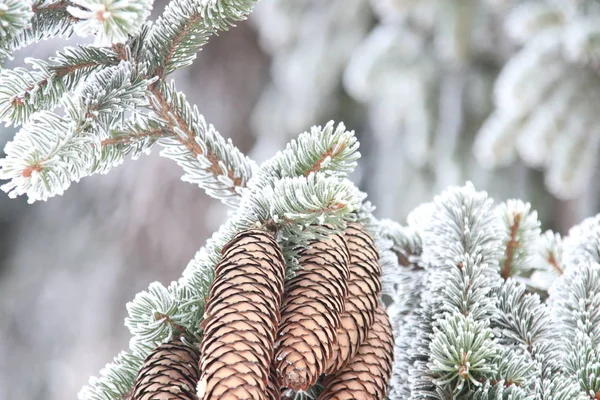 Winter or Christmas background, Fir Branch With Pine Cone covered  hoarfrost. — Stock Photo, Image