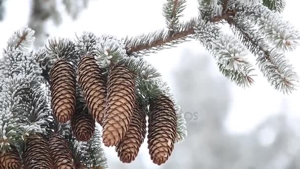 Fond d'hiver ou de Noël, Branche de sapin avec cône de pin recouvert de givre . — Video