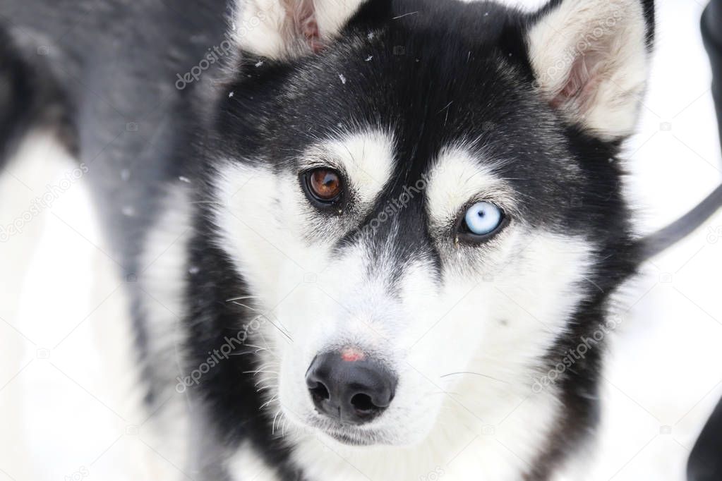 diversity, difference idea, Dog with different eye colors, blurred photo for background