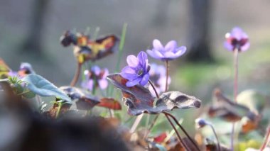 Bahar ormanında yabani çiçekler