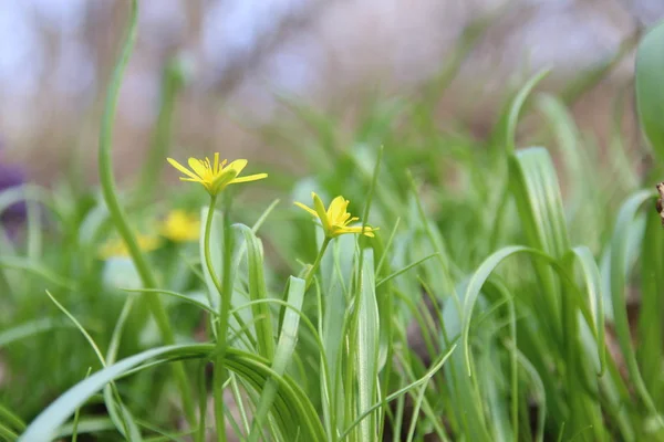 Gelbe Frühlingsblumen — Stockfoto