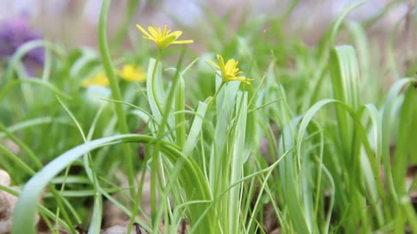 Gele Lentebloemen — Stockvideo