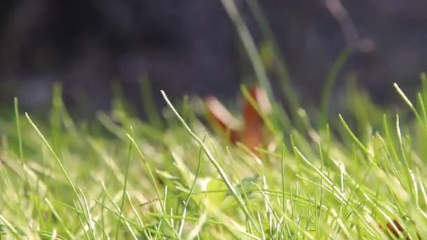 Yeşil taze çimen — Stok video