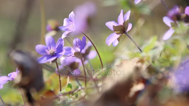 Fleurs printanières dans la forêt printanière — Video