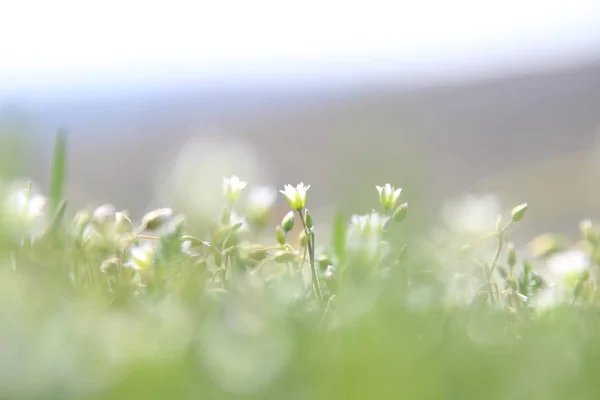 White wildflowers, spring nature background — Stock Photo, Image