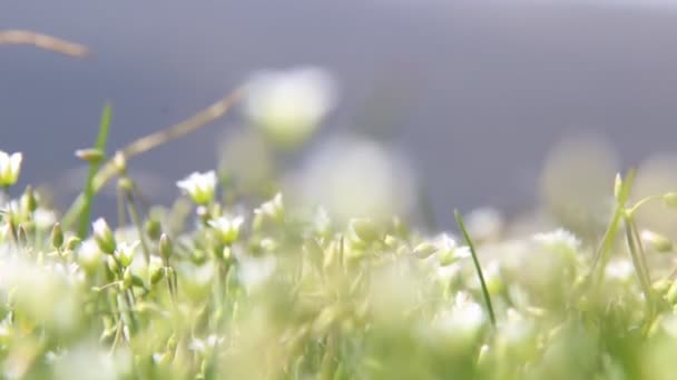 Fleurs sauvages blanches, fond naturel printanier — Video