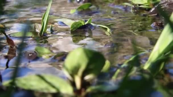 Arroyo del prado con hierba verde, hora de verano — Vídeos de Stock
