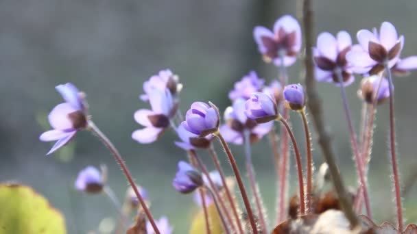 Blå vilda blommor i Vårskog — Stockvideo