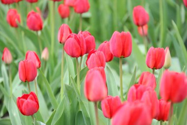 Bahçede bahar laleleri