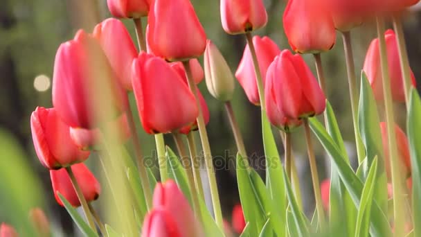 tavasz tulipán kertben
