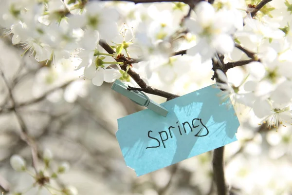 春の晴れた日にタグと白い花を春します。 — ストック写真