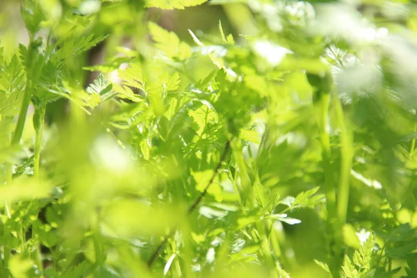 Verse groene lente gras — Stockfoto