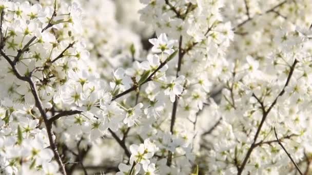 Bloeiende appelbomen in de lentetuin — Stockvideo