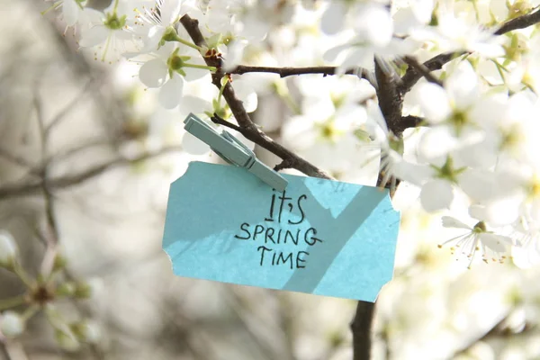 Jarní čas značky a bílé květy v jarní slunečný den — Stock fotografie