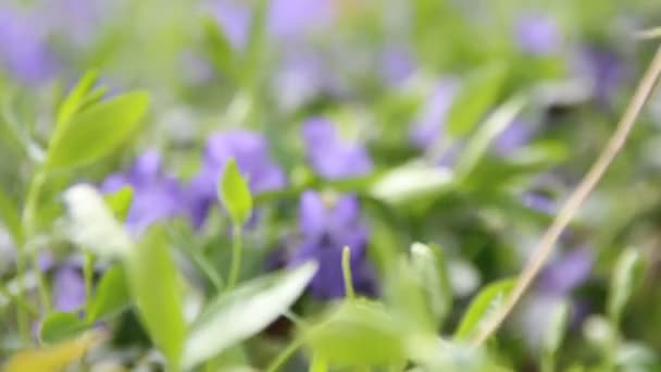 Campo de flor flor — Vídeo de Stock