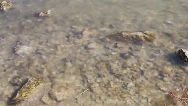 Rio rápido da montanha, água pura — Vídeo de Stock