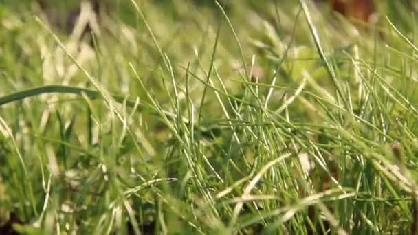 Hierba. Hierba verde fresca de primavera . — Vídeos de Stock