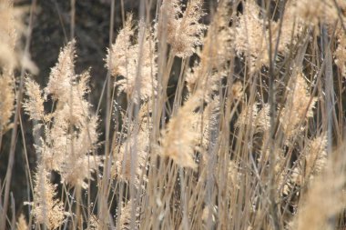 arka plan olarak Bulrush