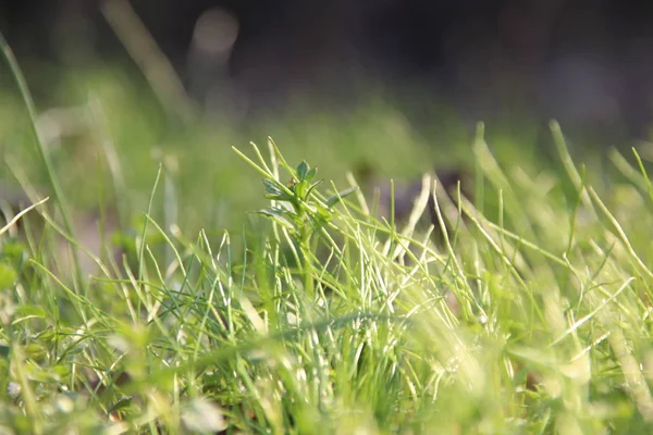 Groen gras textuur — Stockfoto