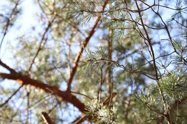 Dennentakken in het bos — Stockfoto