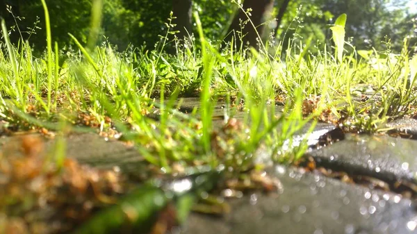 Fresh grass after rain — Stock Photo, Image