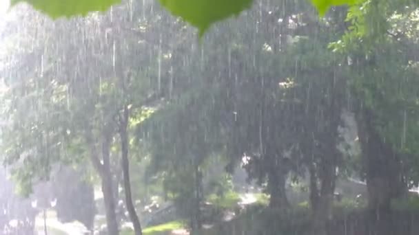 Pluie abondante dans le parc — Video