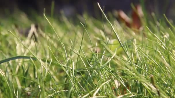 Grøn græs tekstur – Stock-video