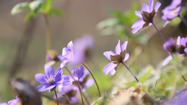 Blå vårblommor — Stockvideo