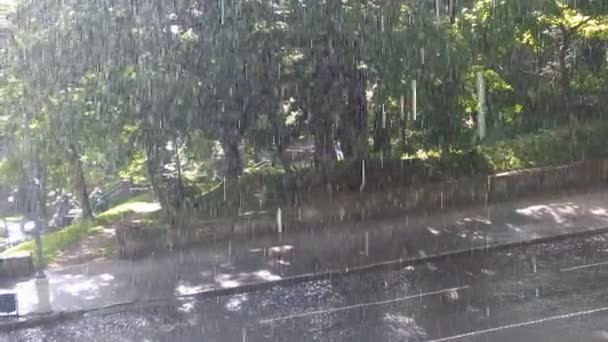 Zomer zware regen in park — Stockvideo