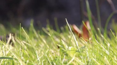 Yaz veya bahar çayır